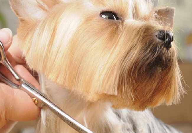 Normas para el cuidado de los perros pequeños de pelo largo