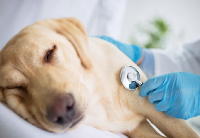 Dilatación y torsión del estómago en un perro: síntomas y primeros auxilios