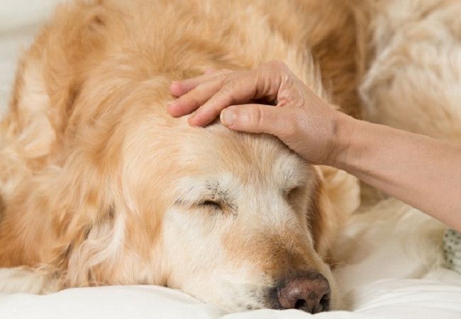 Epilepsia en un perro: conoce las causas y posibles tratamientos