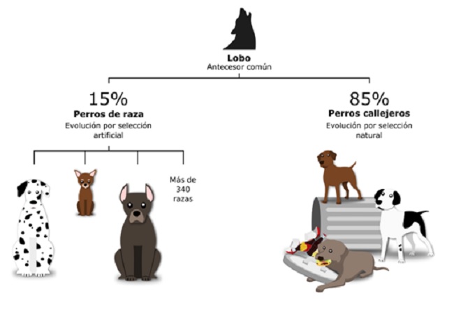 Historia de la domesticación del perro