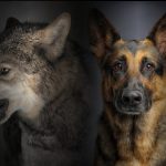 Diferencia entre lobo y perro