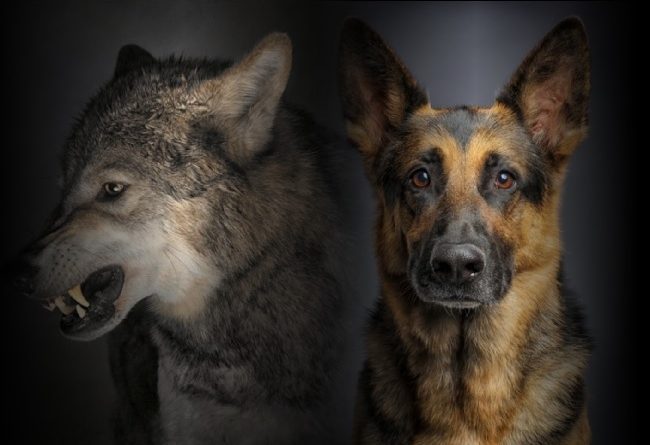Diferencia entre perro y lobo