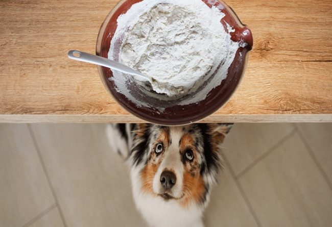 Los perros pueden comer harina de trigo