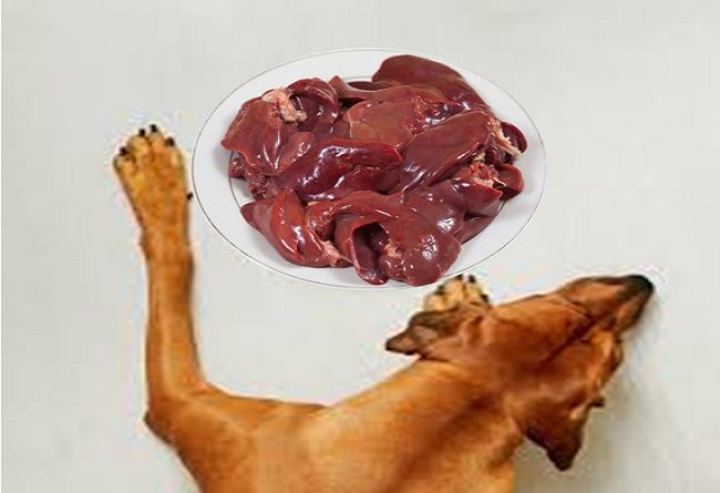 Los perros pueden comer higado de pollo
