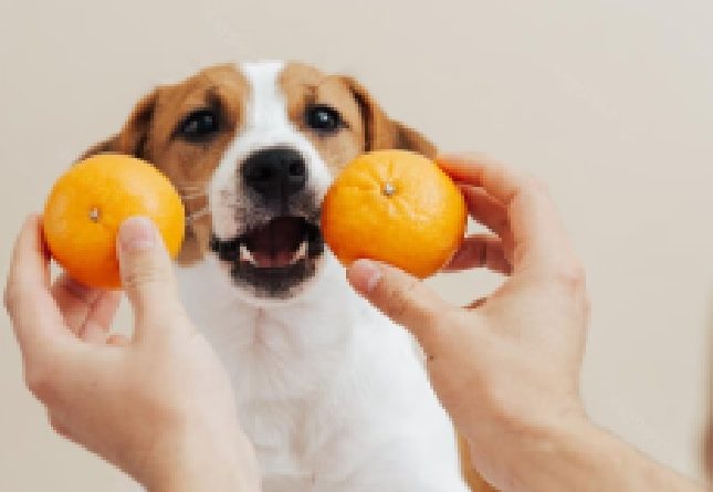 los perros pueden comer mandarina
