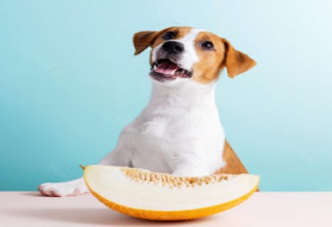 los perros pueden comer melón