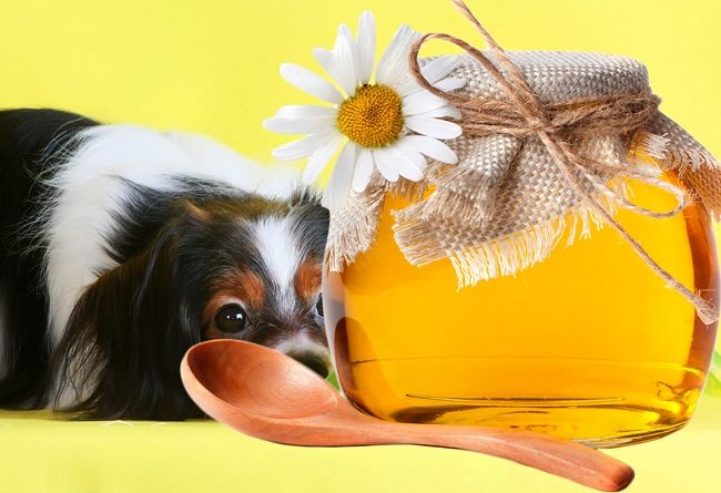 los perros pueden comer miel