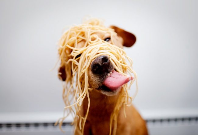 los perros pueden comer pasta