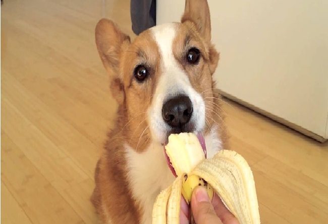 los perros pueden comer plátano