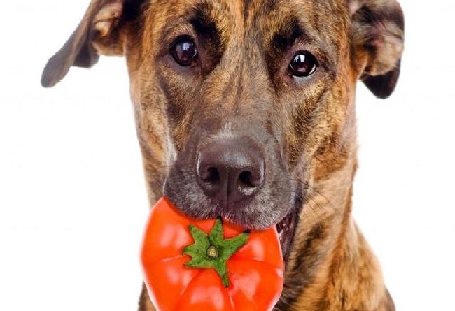 los perros pueden comer tomate