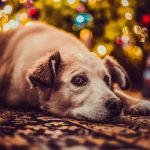 Síntomas y tratamiento en problemas de articulaciones en perros