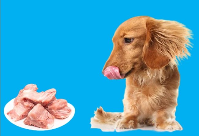 los perros pueden comer carne de cerdo