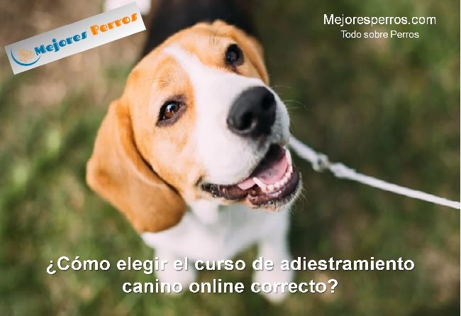 cómo elegir el curso de adiestramiento canino online correcto