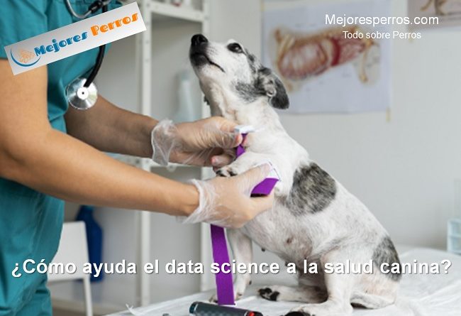 cómo ayuda el data science a la salud canina