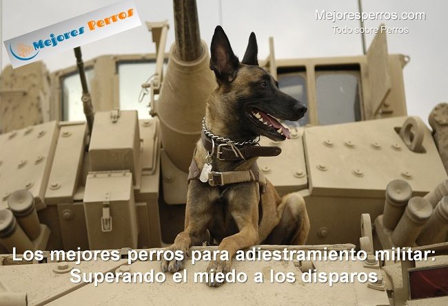los mejores perros para adiestramiento militar superando el miedo a los disparos