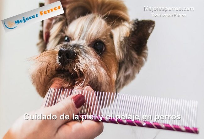 Cuidado de la piel y el pelaje en perros