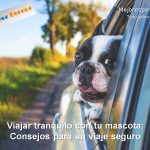 consejos para viajar tranquilo con tu mascota