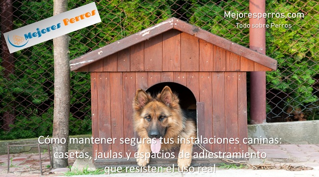 Cómo mantener seguras tus instalaciones caninas