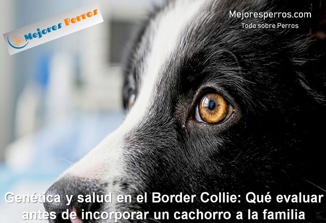 Genética y salud en el Border Collie: Qué evaluar antes de incorporar un cachorro a la familia